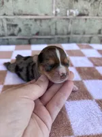 Hannah, a female Yorkshire Terrier for sale in Conroe, TX – Photo 2 of 5