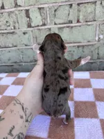 Hannah, a female Yorkshire Terrier for sale in Conroe, TX – Photo 5 of 5