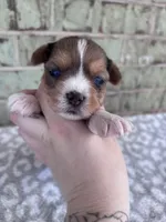 APRI Hannah, a female Yorkshire Terrier for sale in Oklahoma City, OK – Photo 2 of 6