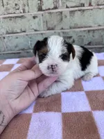 Moose, a male Yorkshire Terrier for sale in Tulsa, OK – Photo 4 of 6