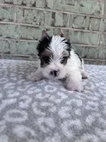ACA Moose, a male Yorkshire Terrier for sale in Oklahoma City, OK – Photo 2 of 7