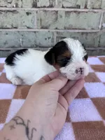 Moose, a male Yorkshire Terrier for sale in Tulsa, OK – Photo 2 of 6