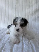 Moose, a male Yorkshire Terrier for sale in Oklahoma City, OK – 5 of 7