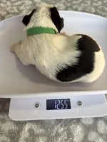 Moose, a male Yorkshire Terrier for sale in Dallas, TX – Photo 6 of 7