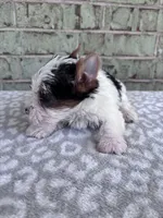 ACA Moose, a male Yorkshire Terrier for sale in Oklahoma City, OK – Photo 7 of 7