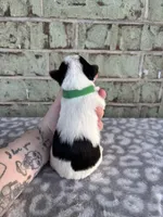 Moose, a male Yorkshire Terrier for sale in Dallas, TX – Photo 7 of 7