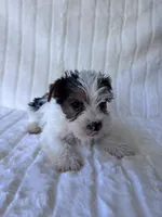Moose, a male Yorkshire Terrier for sale in Oklahoma City, OK – 6 of 7