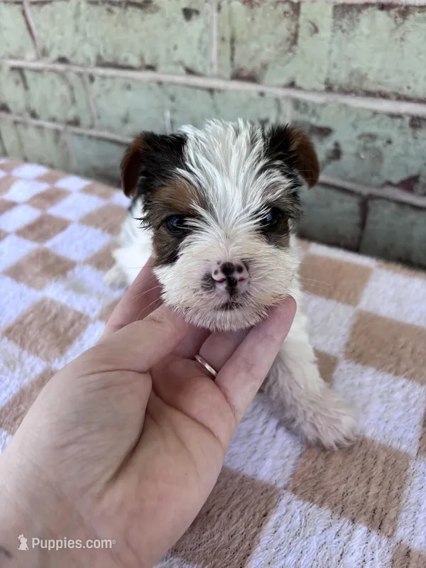 ACA Moose – Yorkshire Terrier puppy for sale in Oklahoma City, OK