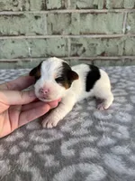 Moose, a male Yorkshire Terrier for sale in Dallas, TX – Photo 2 of 7