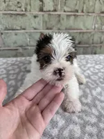 ACA Moose, a male Yorkshire Terrier for sale in Oklahoma City, OK – Photo 3 of 7