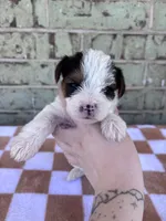 Moose, a male Yorkshire Terrier for sale in Tulsa, OK – Photo 3 of 6