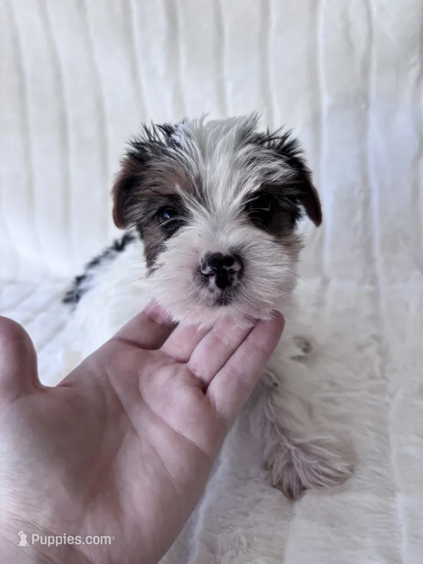Moose – Yorkshire Terrier puppy for sale in Dallas, TX