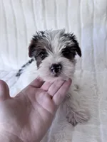 Moose, a male Yorkshire Terrier for sale in Oklahoma City, OK – 1 of 7