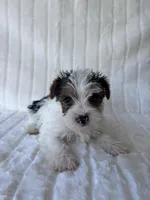 Moose, a male Yorkshire Terrier for sale in Oklahoma City, OK – 4 of 7