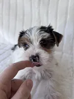 Moose, a male Yorkshire Terrier for sale in Oklahoma City, OK – 2 of 7