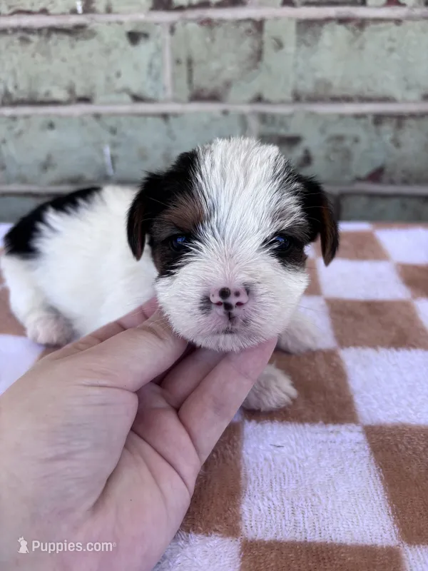 Moose – Yorkshire Terrier puppy for sale in Houston, TX