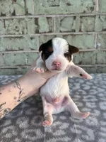 Moose, a male Yorkshire Terrier for sale in Dallas, TX – Photo 3 of 7