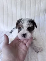 Moose, a male Yorkshire Terrier for sale in Oklahoma City, OK – 7 of 7