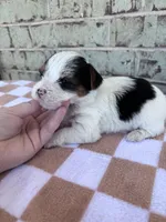 Moose, a male Yorkshire Terrier for sale in Tulsa, OK – Photo 5 of 6