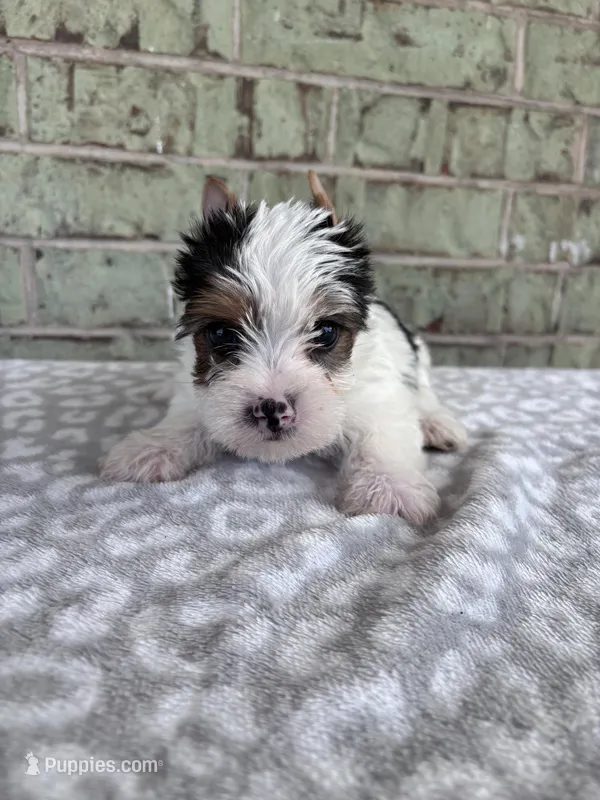 ACA Moose – Yorkshire Terrier puppy for sale in Oklahoma City, OK