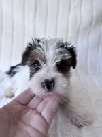 Moose, a male Yorkshire Terrier for sale in Oklahoma City, OK – 3 of 7