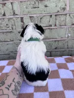 Moose, a male Yorkshire Terrier for sale in Tulsa, OK – Photo 6 of 6