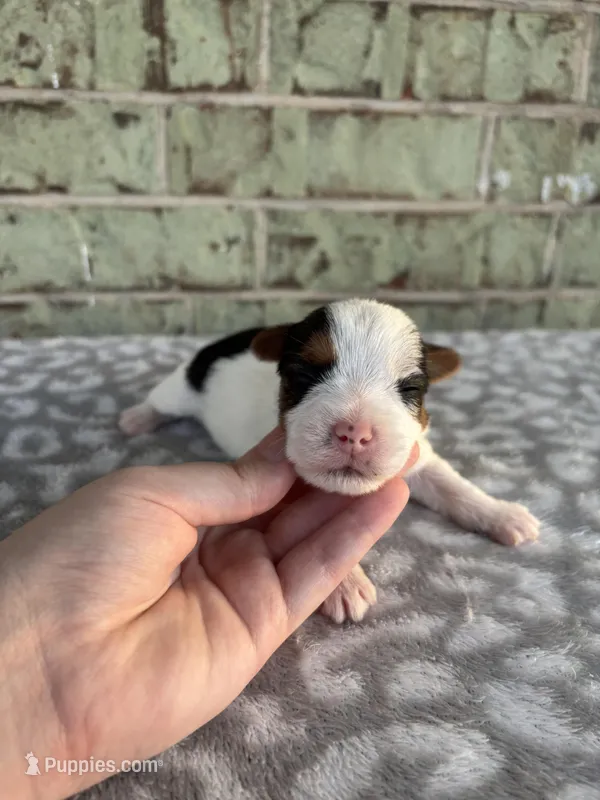 Moose – Yorkshire Terrier puppy for sale in Dallas, TX