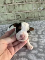 Moose, a male Yorkshire Terrier for sale in Dallas, TX – Photo 5 of 7
