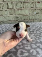 Moose, a male Yorkshire Terrier for sale in Dallas, TX – Photo 4 of 7