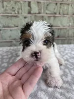 ACA Moose, a male Yorkshire Terrier for sale in Oklahoma City, OK – Photo 4 of 7