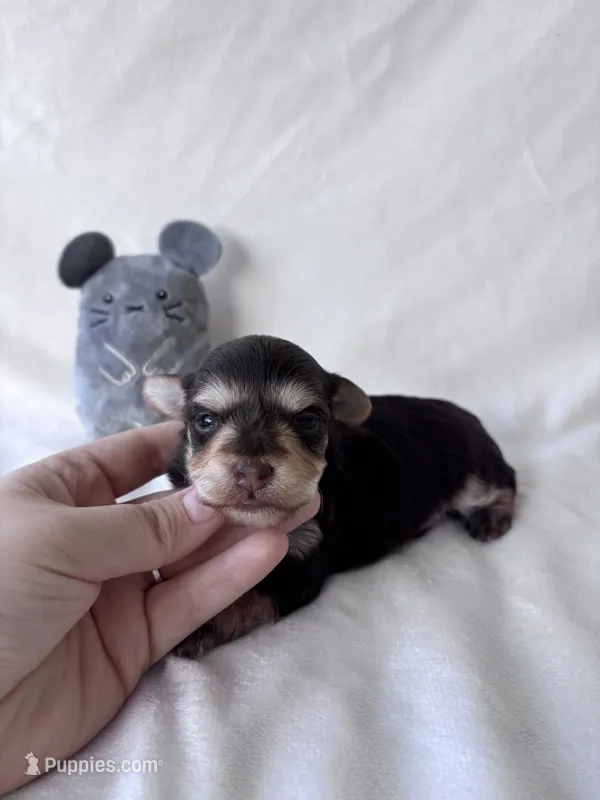 Hagen – Yorkshire Terrier puppy for sale in Canton, TX