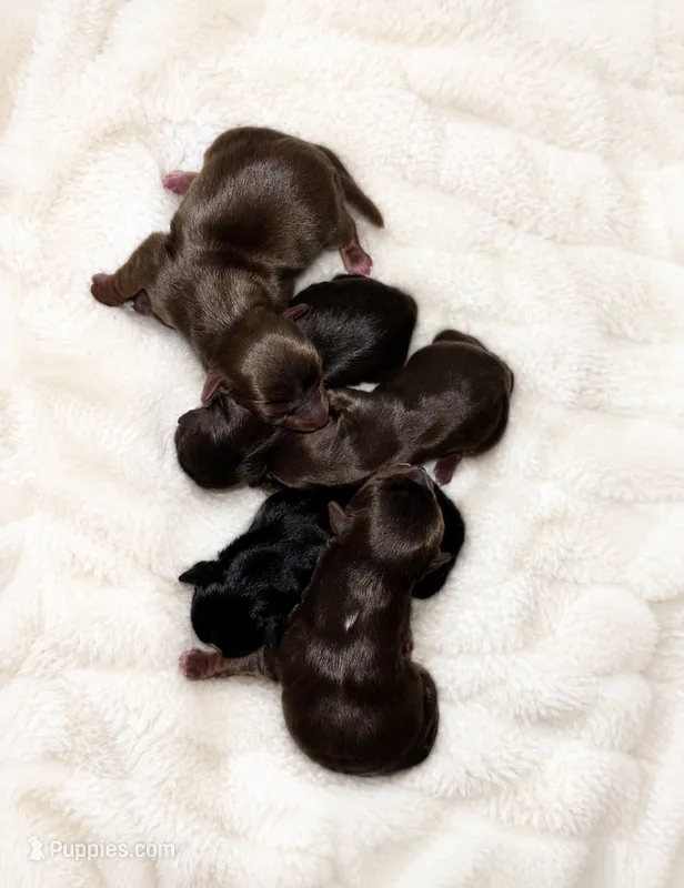 Chocolates CKC  – Yorkshire Terrier puppy for sale in Spring, TX