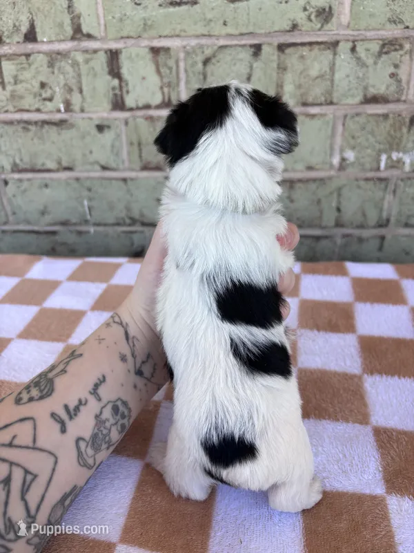 ACA Mav – Yorkshire Terrier puppy for sale in Conroe, TX