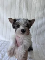 ACA Mav, a male Yorkshire Terrier for sale in Dallas, TX – 7 of 7
