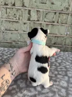 Mav, a male Yorkshire Terrier for sale in Dallas, TX – Photo 8 of 9