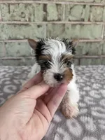 ACA Mav, a male Yorkshire Terrier for sale in Conroe, TX – Photo 7 of 7