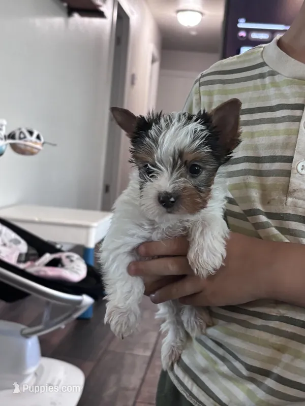 ACA Mav – Yorkshire Terrier puppy for sale in The Woodlands, TX