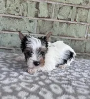 ACA Mav, a male Yorkshire Terrier for sale in Conroe, TX – Photo 3 of 7