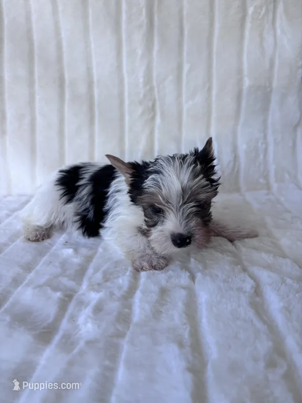 ACA Mav – Yorkshire Terrier puppy for sale in Dallas, TX
