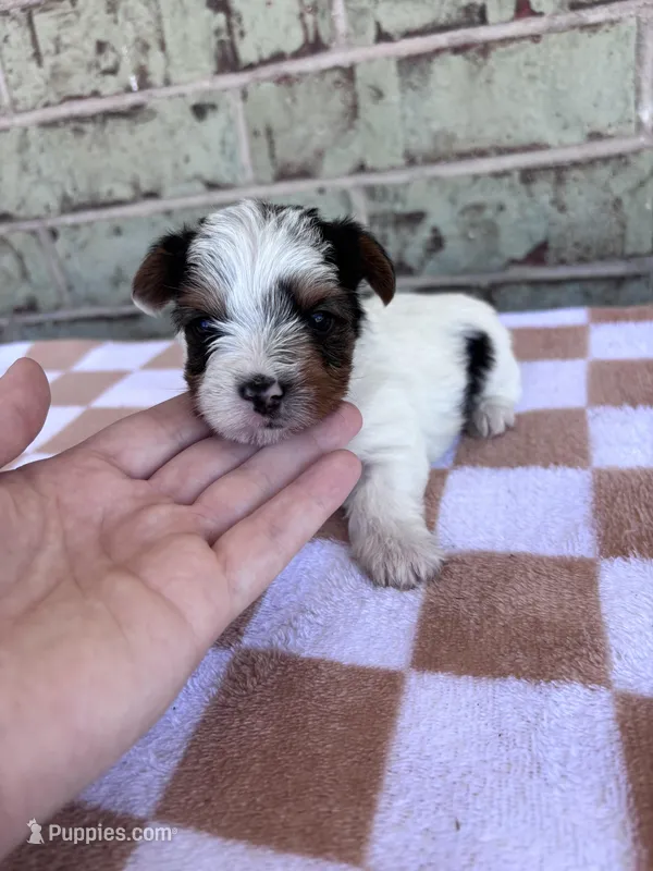 Mav – Yorkshire Terrier puppy for sale in Houston, TX