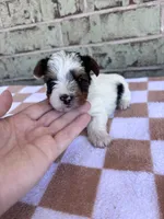 Mav, a male Yorkshire Terrier for sale in Tulsa, OK – Photo 1 of 7