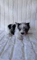 ACA Mav, a male Yorkshire Terrier for sale in Dallas, TX – 4 of 7