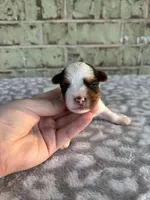 Mav, a male Yorkshire Terrier for sale in Dallas, TX – Photo 5 of 9