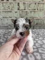 ACA Mav, a male Yorkshire Terrier for sale in Conroe, TX – Photo 2 of 7