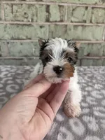 ACA Mav, a male Yorkshire Terrier for sale in Conroe, TX – Photo 4 of 7