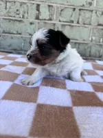 Mav, a male Yorkshire Terrier for sale in Tulsa, OK – Photo 4 of 7