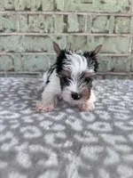 ACA Mav, a male Yorkshire Terrier for sale in Conroe, TX – Photo 5 of 7