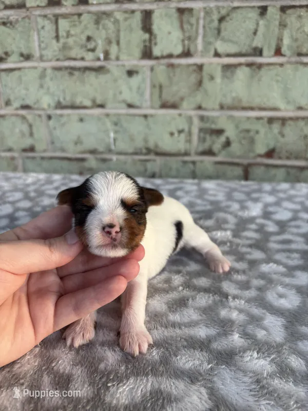 Mav – Yorkshire Terrier puppy for sale in Dallas, TX