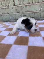 Mav, a male Yorkshire Terrier for sale in Tulsa, OK – Photo 2 of 7