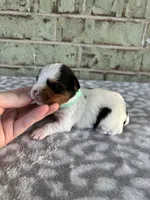 Mav, a male Yorkshire Terrier for sale in Dallas, TX – Photo 7 of 9